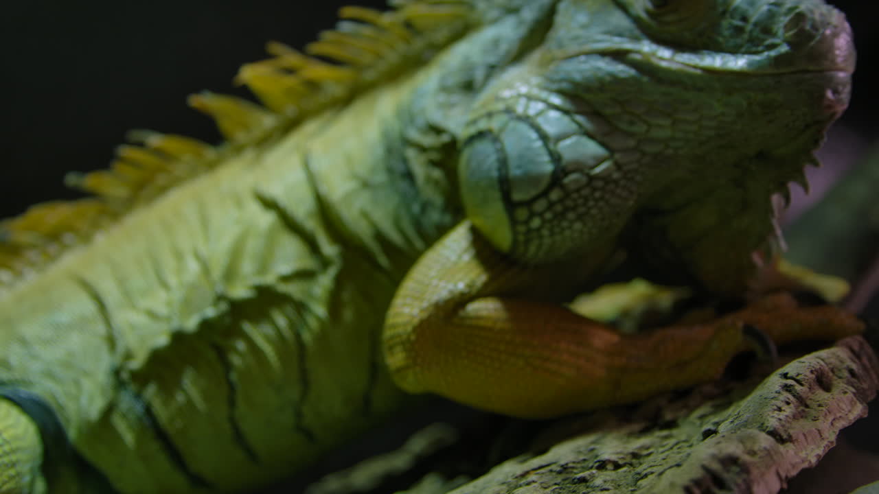 녹색 이구아나 가까이 놀라운 동물