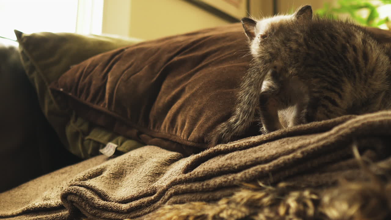 소파에서 움직이는 태비와 샴 고양이, 중간 샷