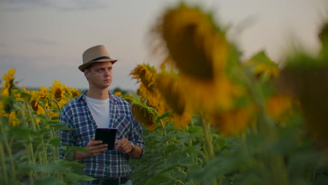 Ein-Wissenschaftler-Notiert-Zwischen-Großen-Sonnenblumen-Deren-Merkmale-Auf-Seinem-IPad.-Er-Bereitet-Eine-Wissenschaftliche-Arbeit-In-Biologie-Vor.