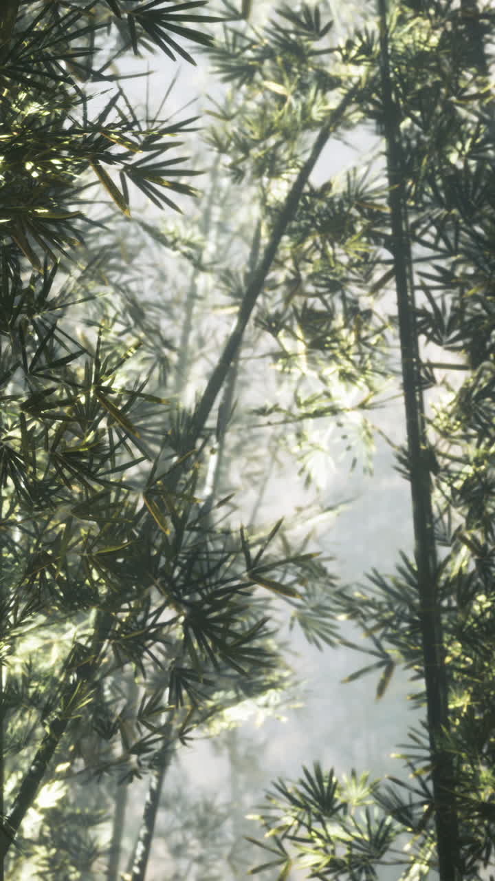 Foresta di bambù con luce solare che filtra tra le foglie nella nebbia mattutina.