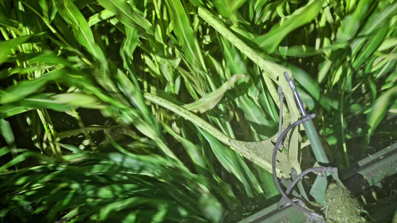 lose-up of a corn harvester cutting through stalks in the field, capturing the powerful mechanics of modern agricultural machinery.