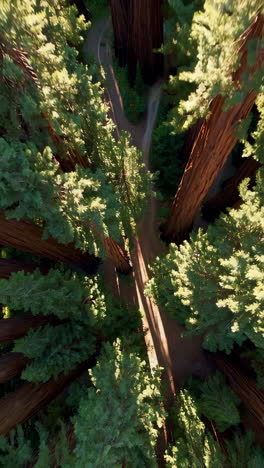 aerial view of a redwood forest path