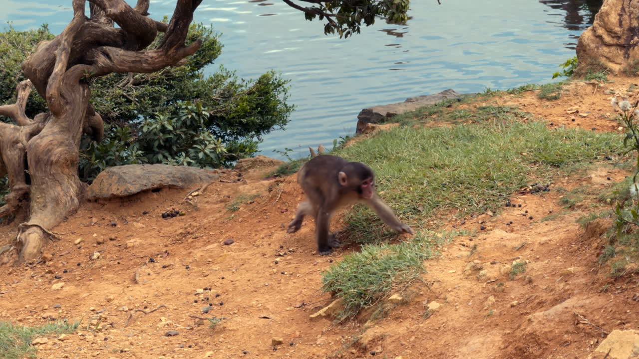 A juvenile Japanese macaque moves across a sandy slope near gnarled trees and calm lake water
