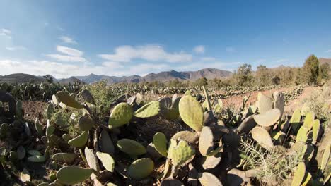 Timelapse-De-Cactus-07