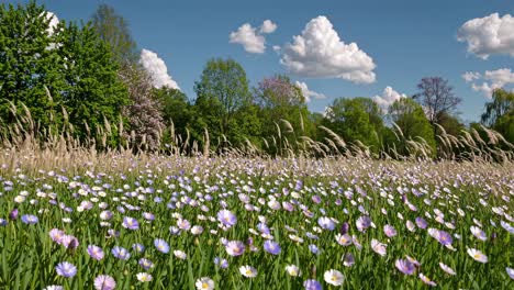 beautiful wildflower meadow under a cloudy sky