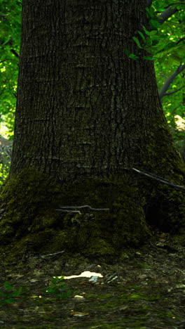 primer plano de un tronco de árbol de musgo en un bosque