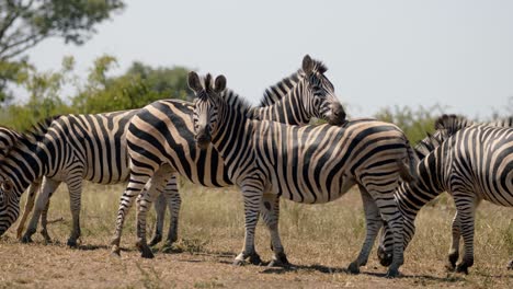 african animals in pasture