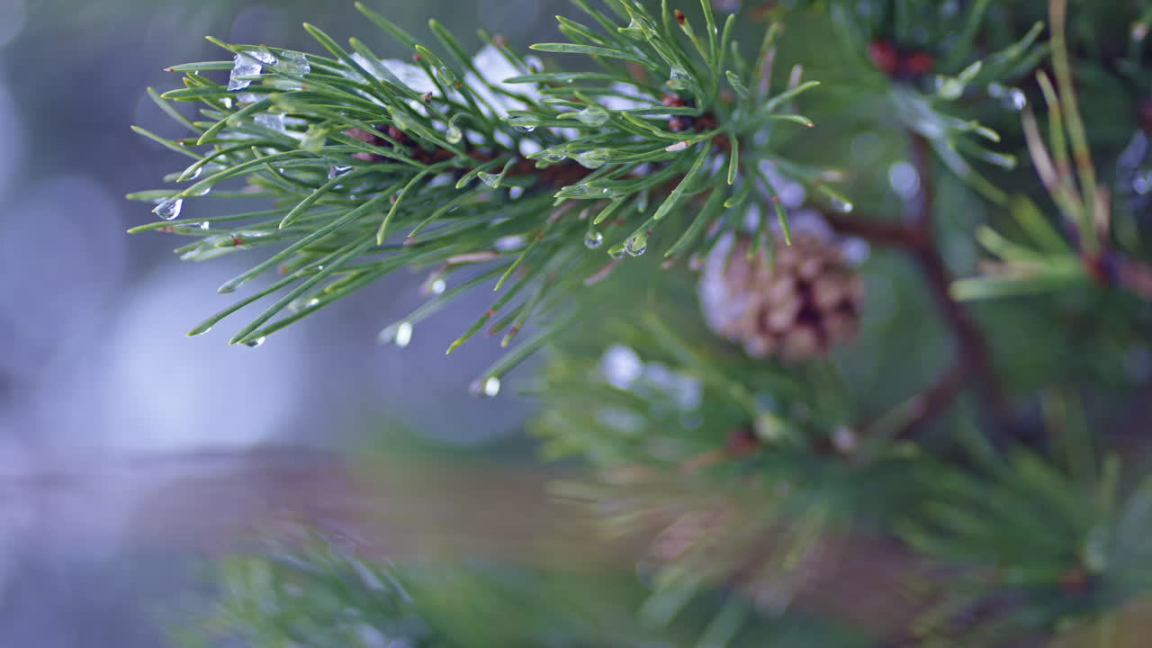 Close-up of pine needles with dew drops and a pine cone in a serene forest setting