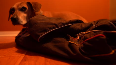 Cute-dog-relaxing-in-bed