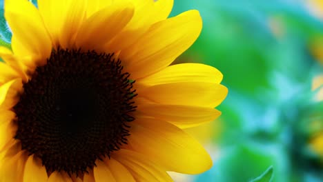 primer plano de un girasol vibrante en flor