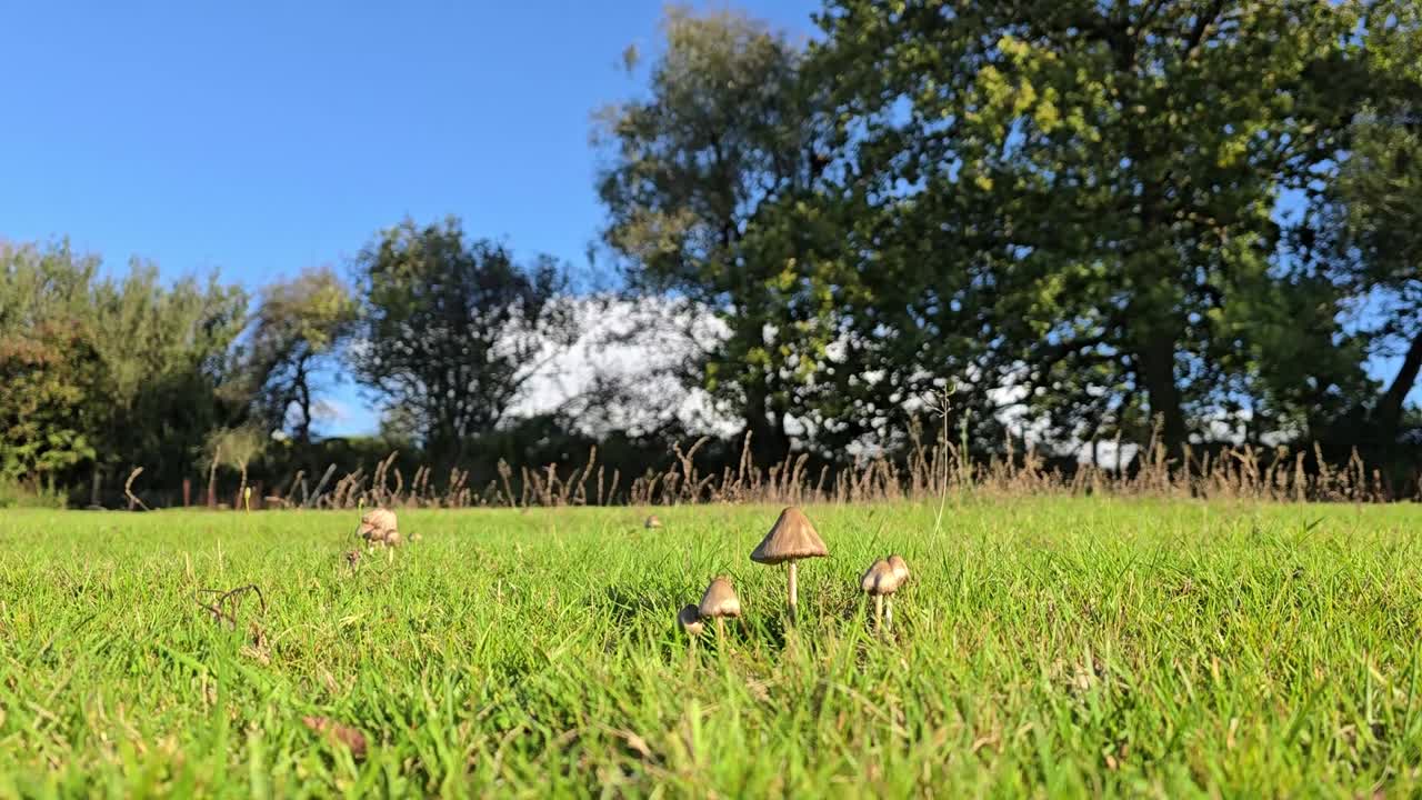 Group of small brown mushrooms growing in a field in West Wales, UK., with hedge and trees in background. Probably Mottlegill (Panaeolus) mushrooms