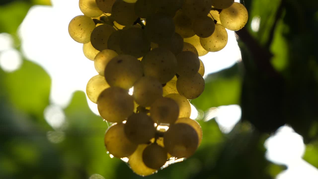 Detail of bunch of grapes with sunset sun flare in slow motion