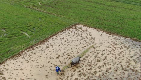 Inspiring-aerial-view-of-hardworking-farmer-working-at-paddy-field-using-water-buffalo-for-plowing-the-soil