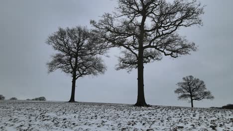 Low-drone-Point-of-view-over-snow-covered-farm-field-UK,-three-large-trees-in-shot-4K