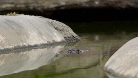 american alligator in public canal