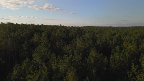 Flying-over-a-forest-and-the-sky-is-clear-6