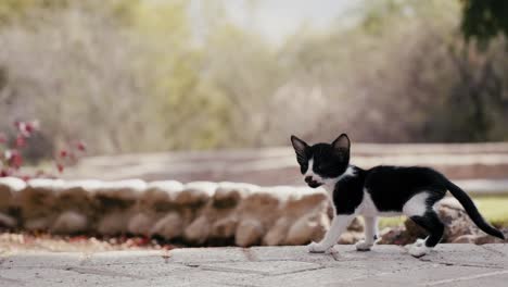 young cat exploring the park's natural playground