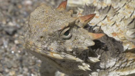 lagarto con cuernos