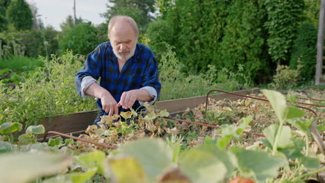 Elderly-caucasian-man-takes-care-of-green-plants-in-garden-boxes