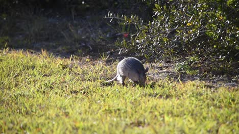 Primer-Plano-De-Armadillo-En-Luz-Dorada