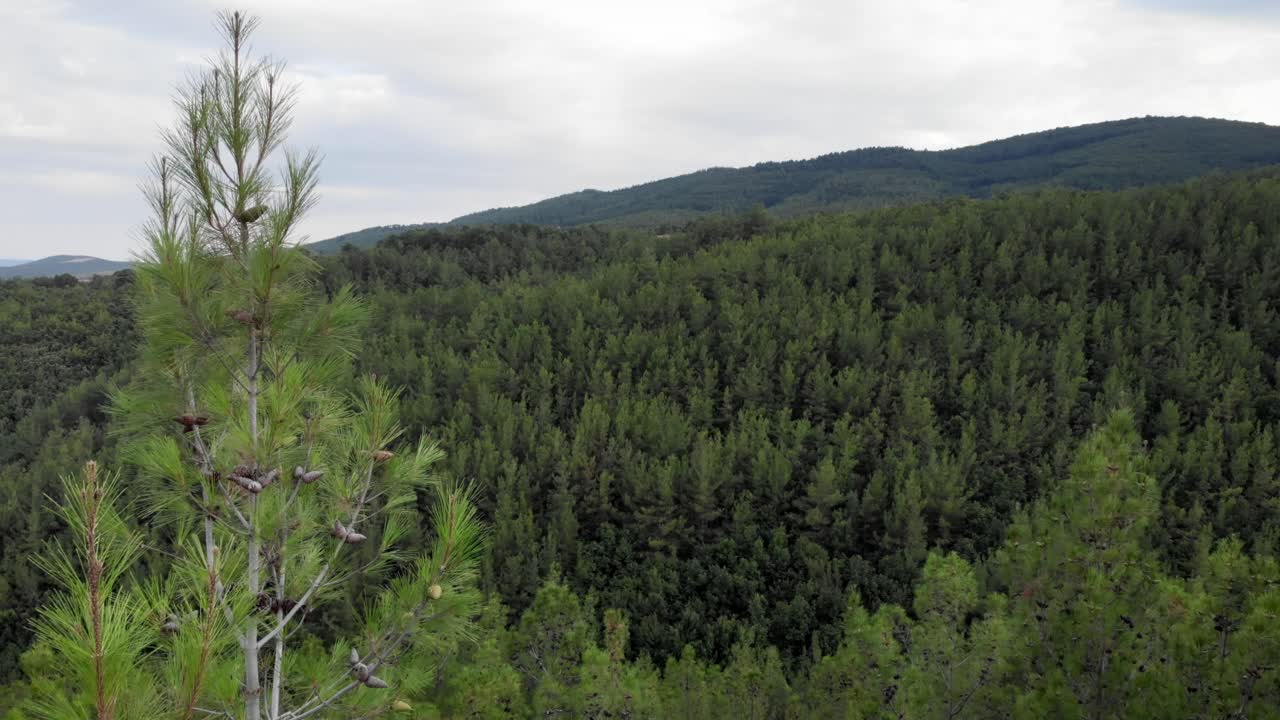 Drone flying backwards dense forest revealing pine trees tops close up