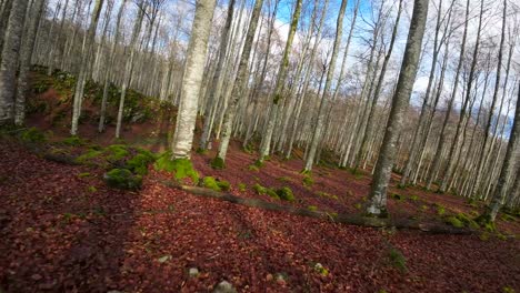 Vuelo-De-Drones-Fpv-En-Un-Bosque-En-Otoño,-El-Suelo-Está-Lleno-De-Hojas-Marrones-Secas-Que-Se-Destacan-Contra-El-Musgo-Y-La-Vegetación-Verde