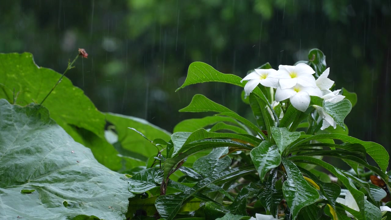花に雨が降っている。