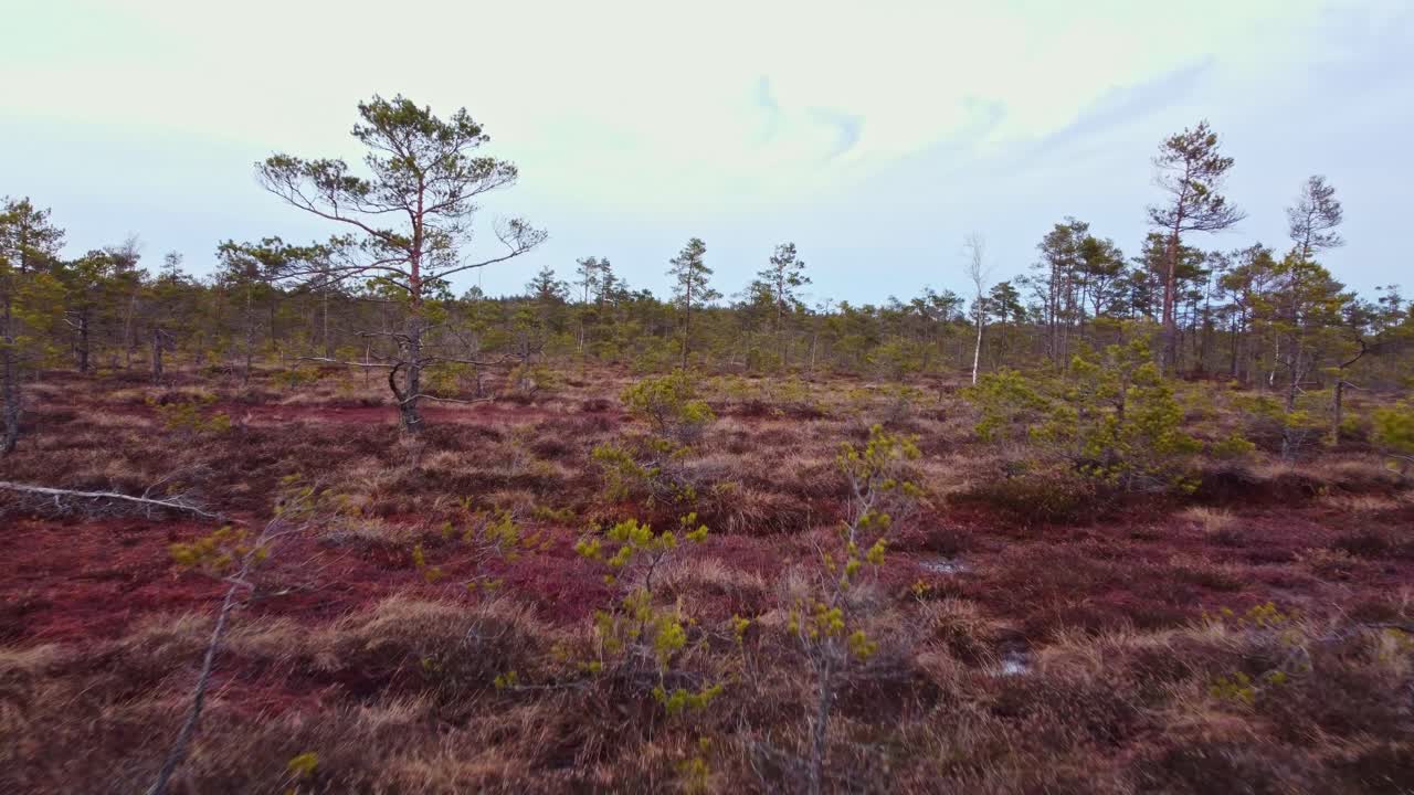 가을에 다채로운 동부 유럽 숲의 항공 영상