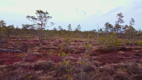 imágenes aéreas del colorido bosque de europa del este en otoño