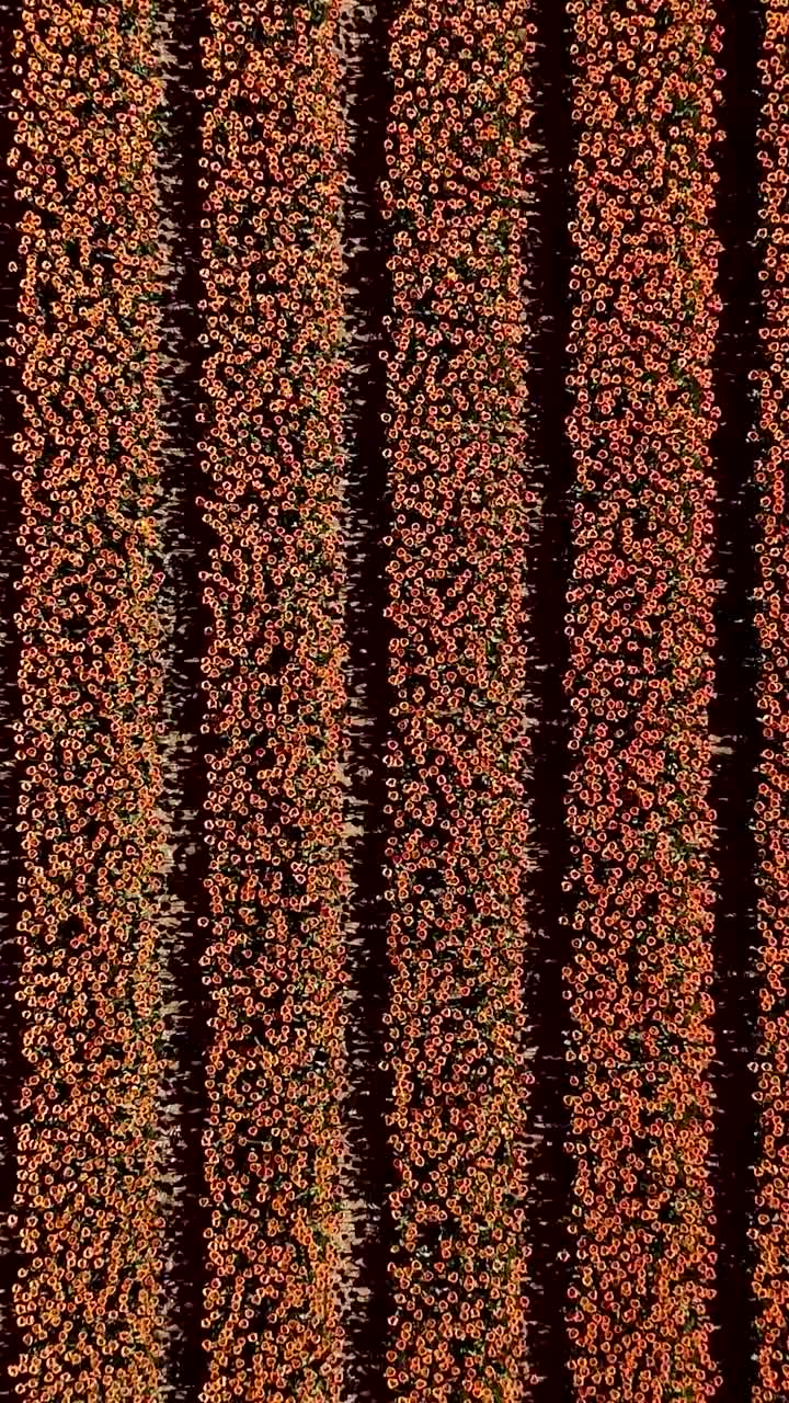 una vista aérea de un colorido campo de tulipanes