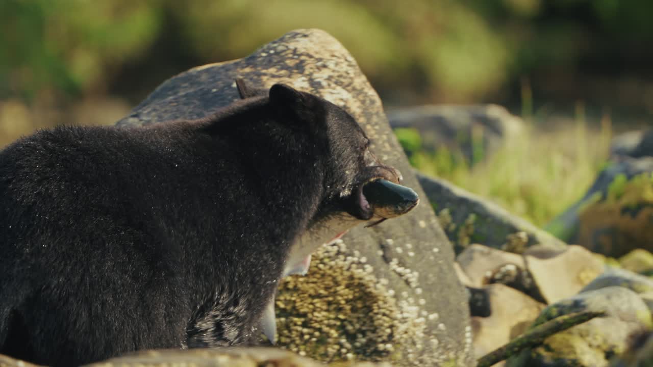 Vancouver Island Black Bear With A Salmon Fish On Its Mouth. Tracking Shot