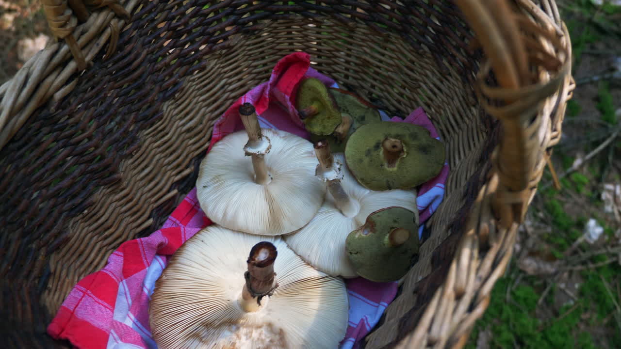 Camminando nel bosco con un cesto di funghi parasole e porcini raccolti, al rallentatore
