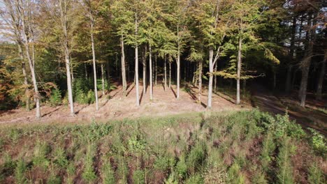 zoom out view of danish beech forest, denmark beech wood - dolly shot