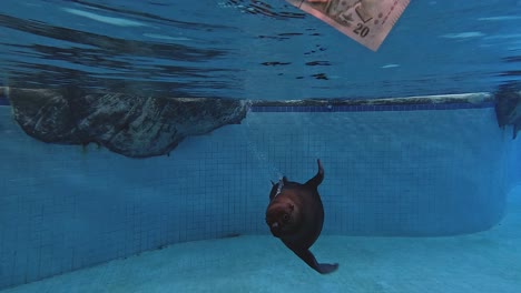 seal swimming underwater in a pool