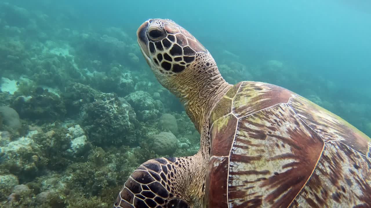 A close-up shot of a beautiful green sea turtle surfacing for air before returning to the coral reef