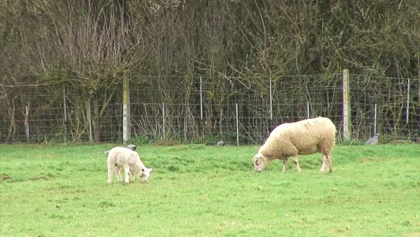 A-spring-lamb-and-a-ewe-grazing-in-an-English-field-and-pigeons-feeding-in-the-background