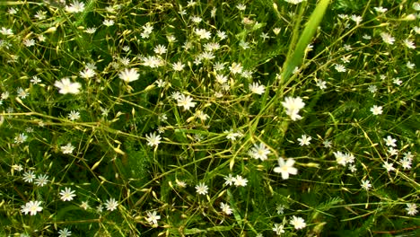 small white flowers in a field