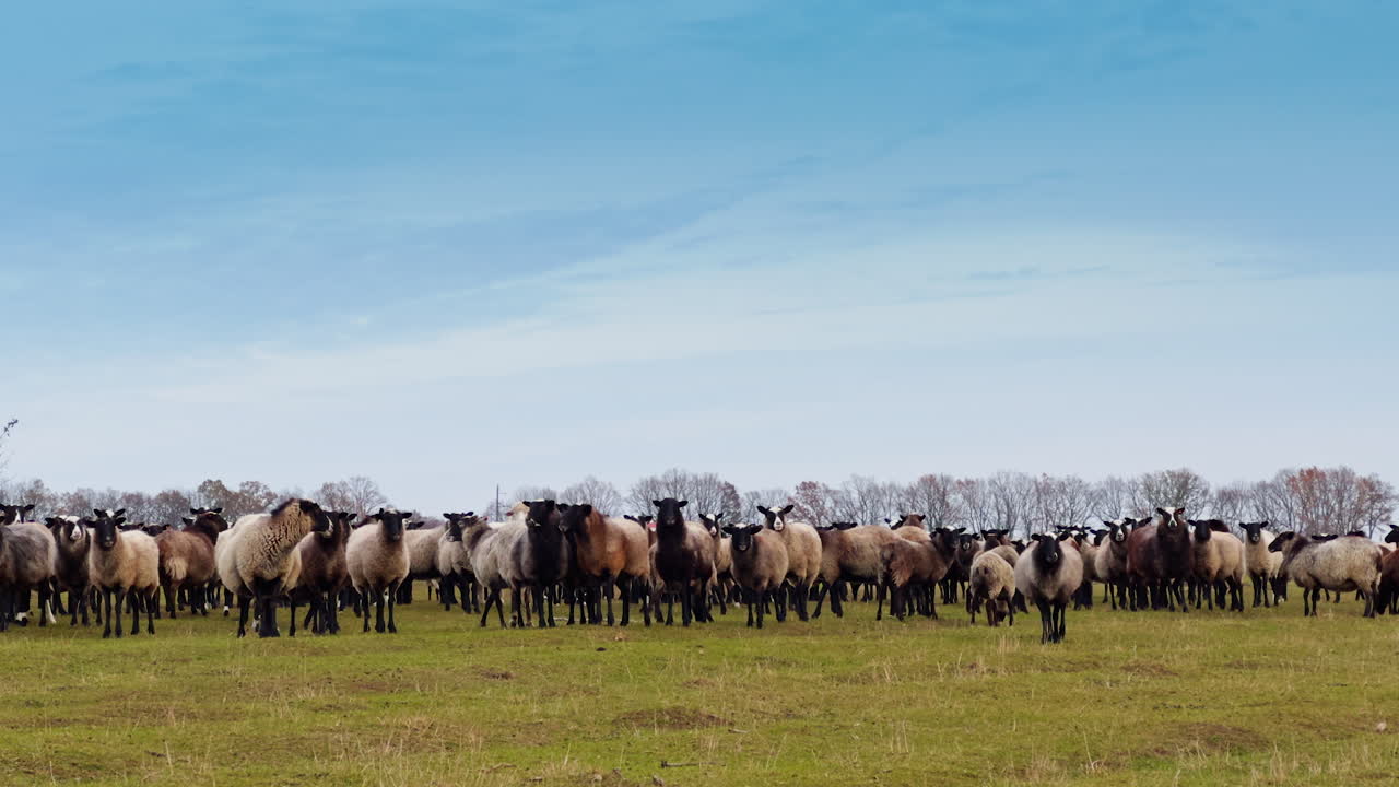 White, grey, and brown black-muzzled sheep in a big flock. Domestic animals in the field look at camera.