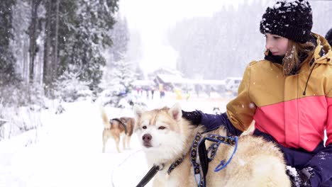 beautiful girl hugging the dog. the girl with the siberian husky