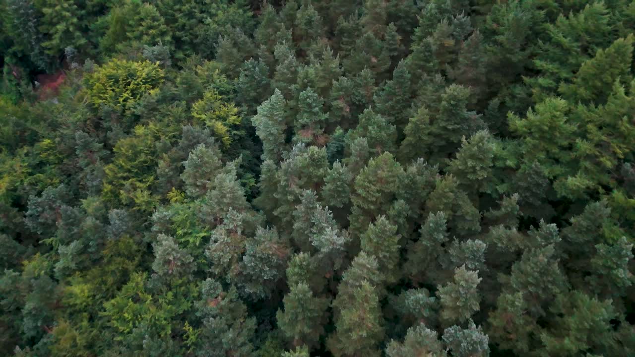 Aerial footage glides smoothly above a lush, mixed woodland in Hope Valley, England, under soft daylight. The camera maintains a steady, downward-facing perspective