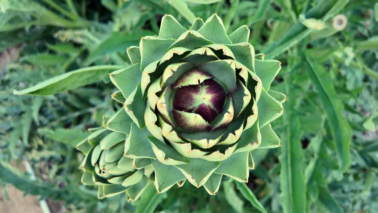 Close-up view of artichokes rotating in a garden