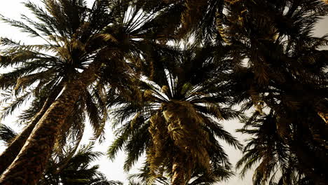 Underside-of-the-coconuts-tree-with-clear-sky-and-shiny-sun