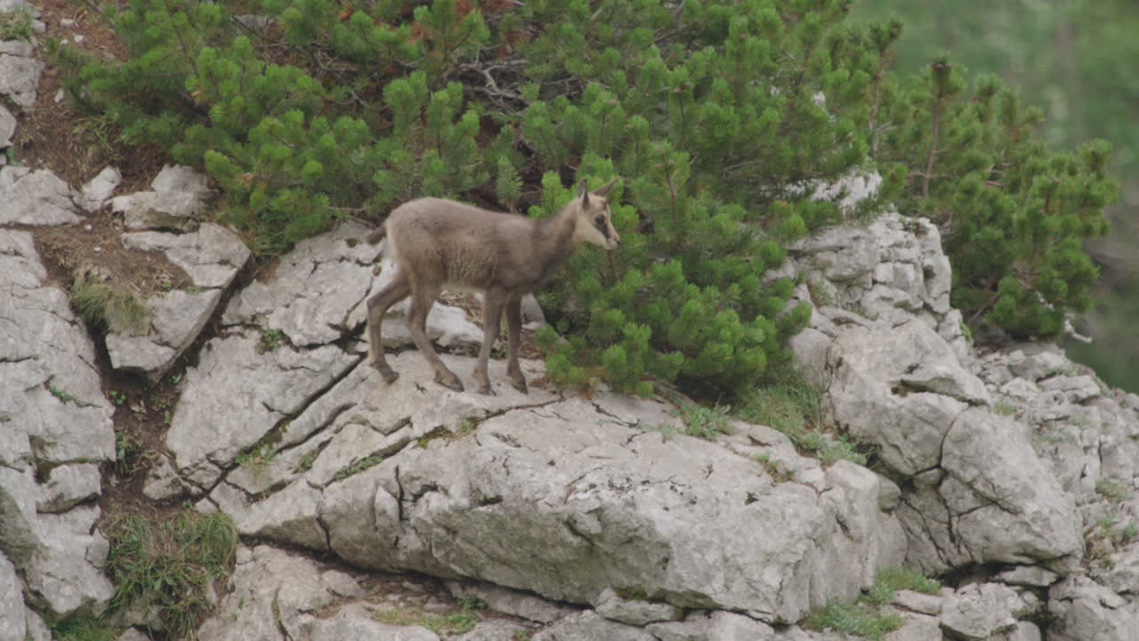 Rallentatore: Primo piano di cuccioli di camoscio che si arrampicano e stanno in piedi in alta montagna