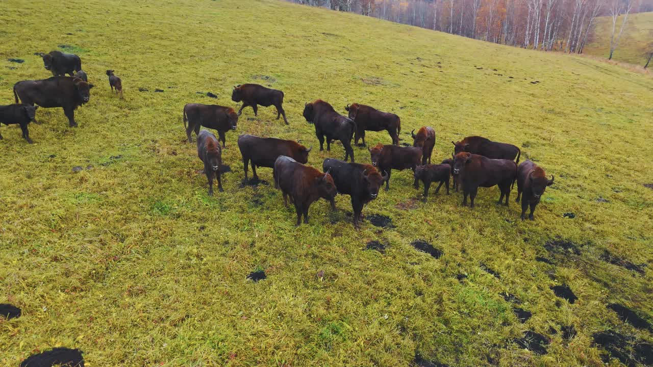Bison Herd in Autumn Grassland