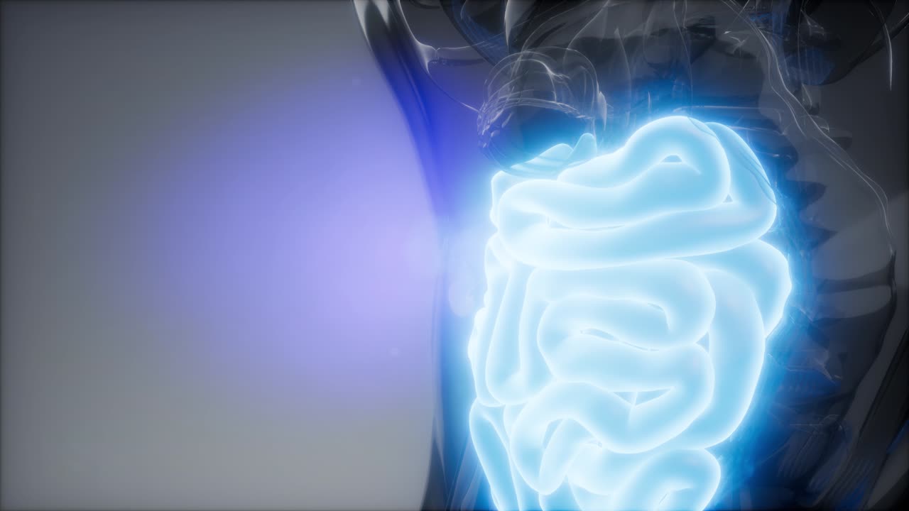 examen de radiología del intestino delgado humano