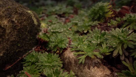 Macro-of-moss-and-rock-in-garden