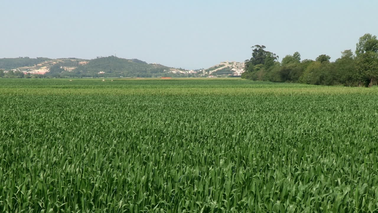 Large expanse of cultivated fields of corn, its green leaves move with the wind