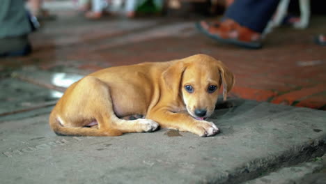 Perro-Solitario-Sin-Hogar-En-Un-Lugar-Lleno-De-Gente-Cerca-De-Delhi,-India---Tiro-De-ángulo-Alto