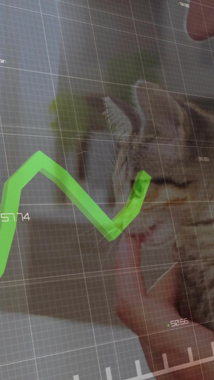 Vertical video: Man holding kitten close offering finger to bond as market HUD animating trend