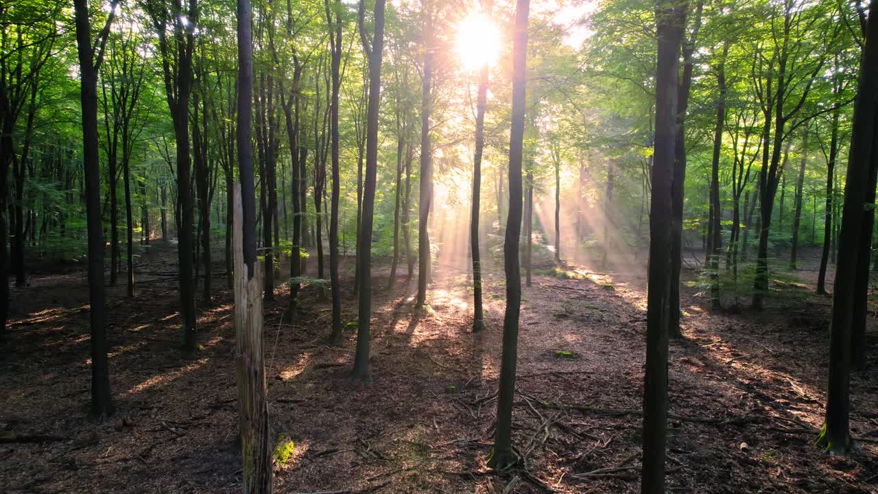 rayos de sol del bosque matutino amarillo dorado a través de árboles delgados